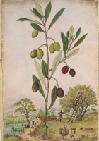 Pietro Andrea Mattioli, Discorsi, a herbal assembled and illustrated by Gherardo Cibo